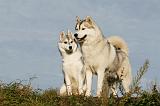 SIBERIAN HUSKY 770